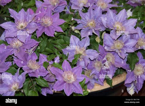 dwarf clematis